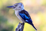 Blue Winged King Fisher