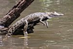 Crocodile hatching