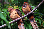 Brown Cuckoo  Doves