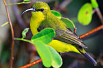 Yellow Bellied Sunbird Female