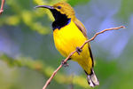Yellow Bellied Sunbird Male