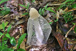 Veiled Mushroom